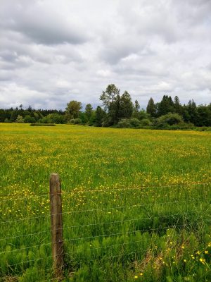 buttercup_field buttercup_field